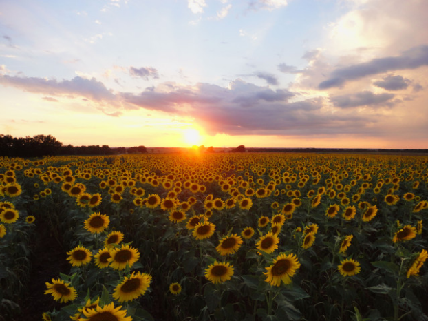 A field of sunflowers in the sunset